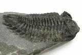 Large, Bug-Eyed Coltraneia Trilobite Fossil - Ofaten, Morocco #381470-1